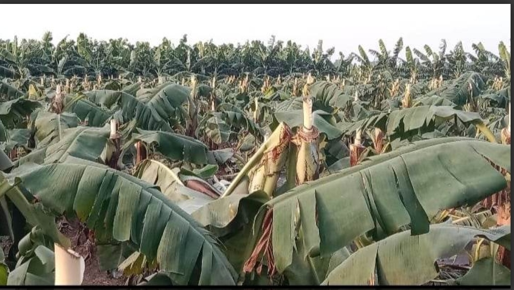 মুুজিবনগরের বিশ্বনাথপুর মাঠে কচু ও কলাগাছ কেটে তছনছ করেছে দূর্বৃত্তরা