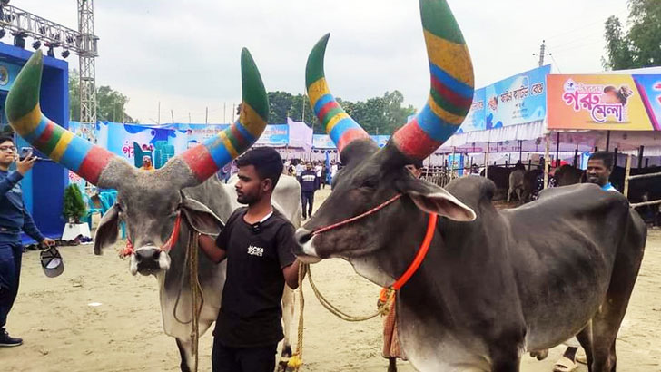 বগুড়ায় মেলায় ১৩ কোটি টাকার গরু বিক্রি