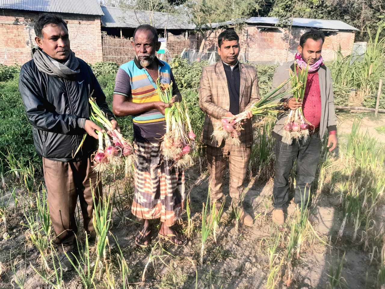 পিয়াজের বাম্পার ফলনে চাঁপাইনবাবগঞ্জের কৃষকের মুখে হাসি