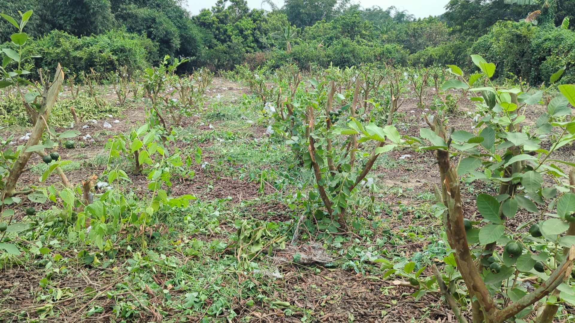 মাগুরায় কৃষকের ৪শতাধিক পেয়ারা গাছ কর্তন করলো দুর্বৃত্তরা