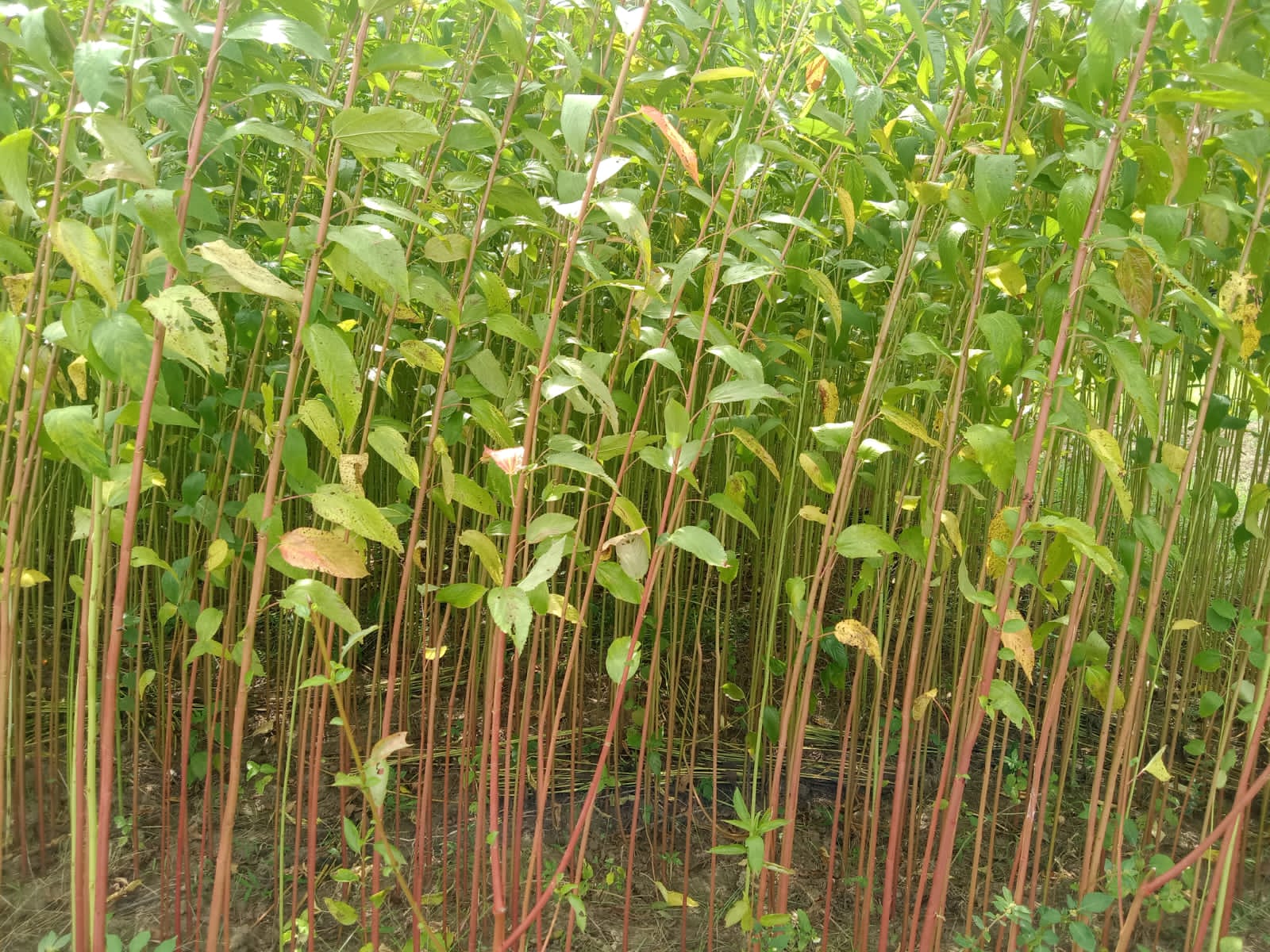 শালিখায় আগ্রহ বাড়ছে তোষা পাট চাষে
