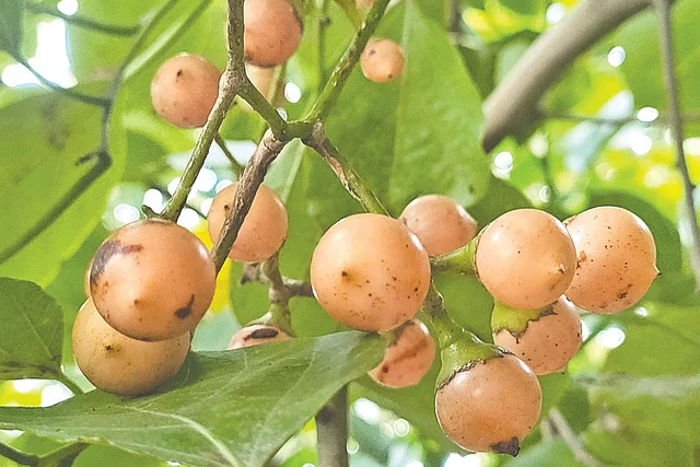 বিলুপ্তির পথে বউলা