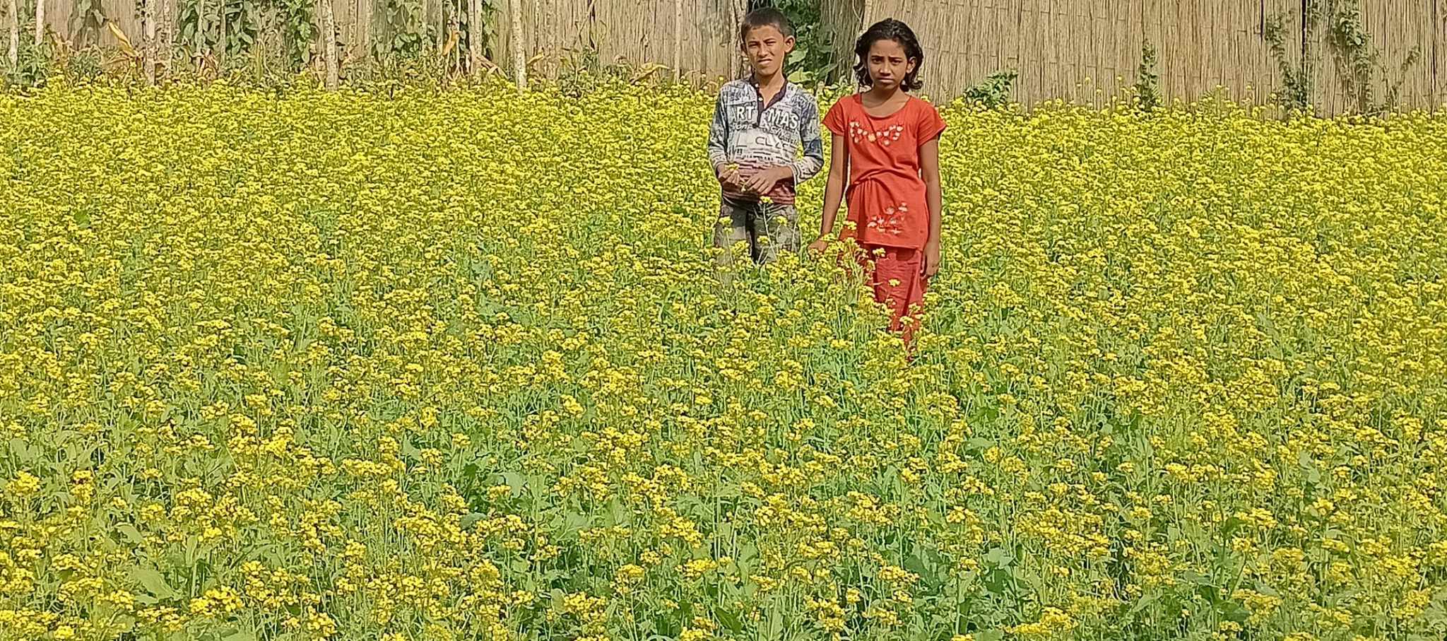 হরিণাকুণ্ডুতে হলুদের চাদরে মোড়ানো সরিষার মাঠ