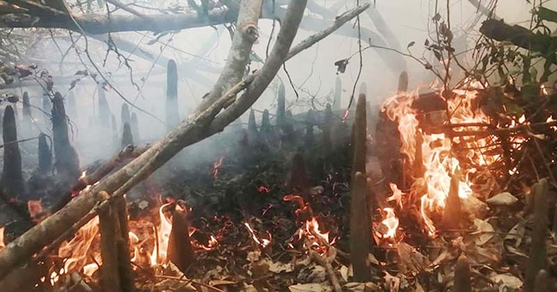 সুন্দরবনের কলমতেজী এলাকায় আগুন