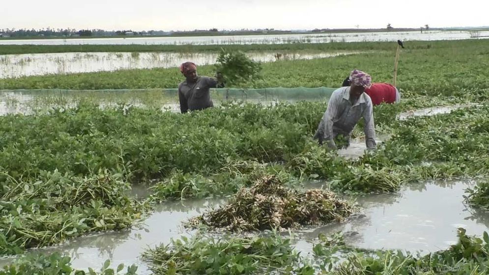তিস্তার পানিতে ভেসে গেছে কৃষকের স্বপ্ন, বন্যার শঙ্কা