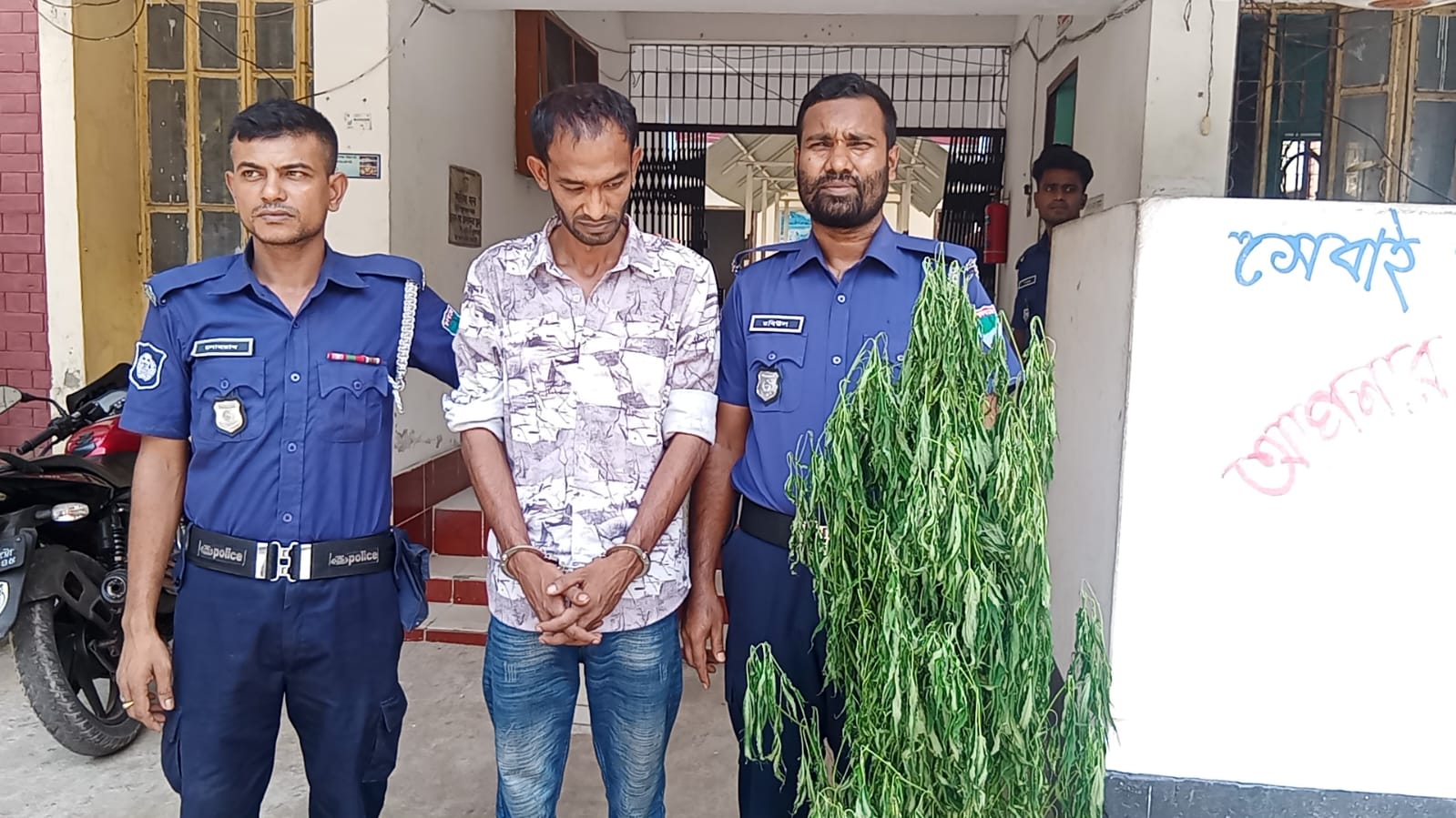 শালিখায় গাঁজা গাছসহ আটক ১