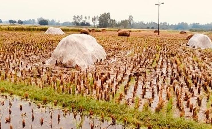 নওগাঁর মান্দায় টানা বৃষ্টিতে পচে যাচ্ছে ক্ষেতের সোনালী ফসল।