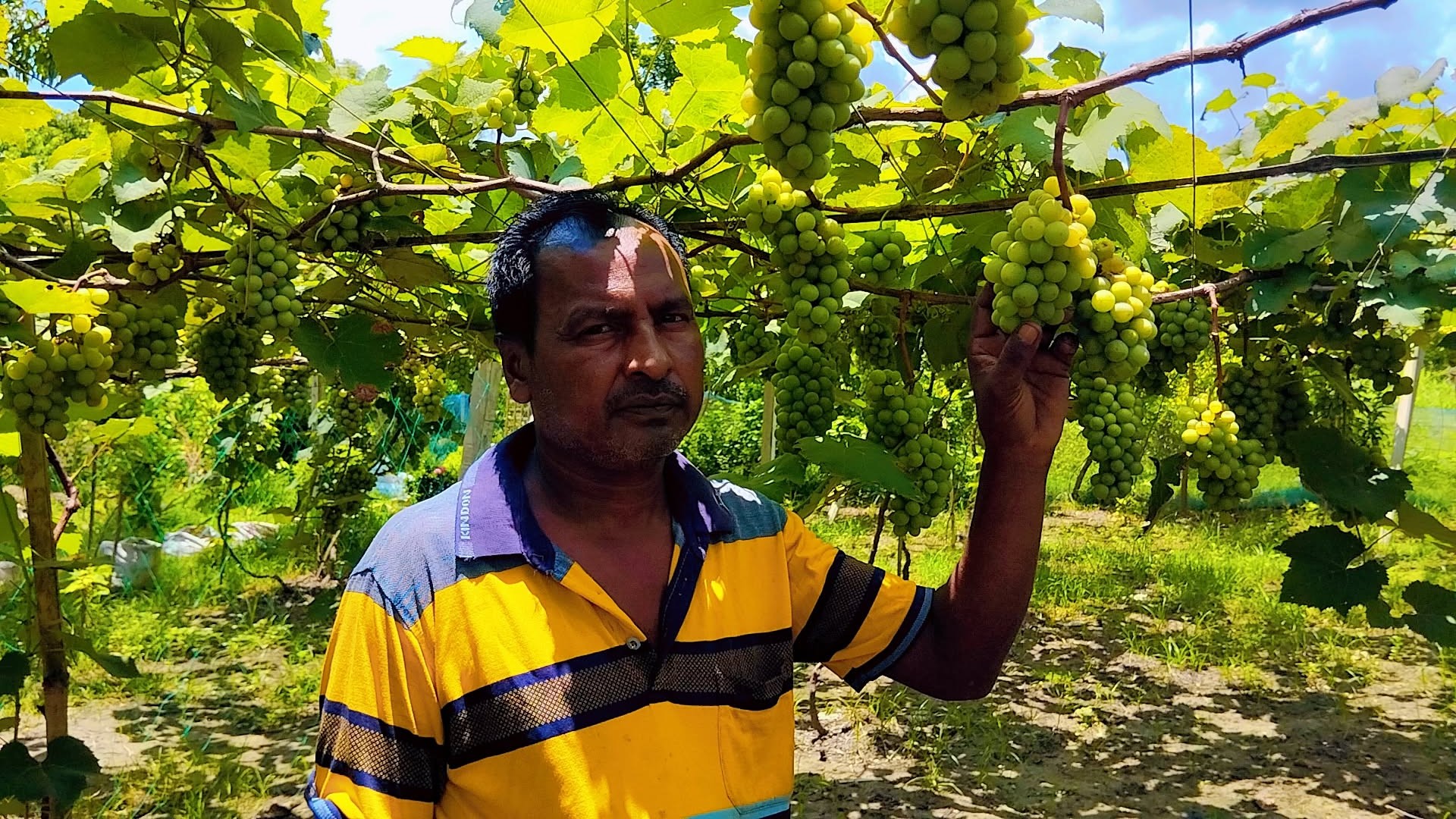 শালিখায় আঙ্গুর চাষে জামাল মন্ডলের সফলতা