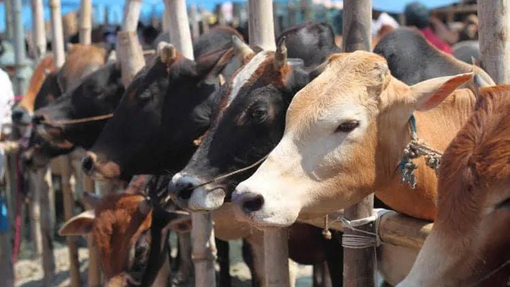 কুরবানির পশু কেনার পর শরিকের সংখ্যা বাড়ানো যাবে কি?