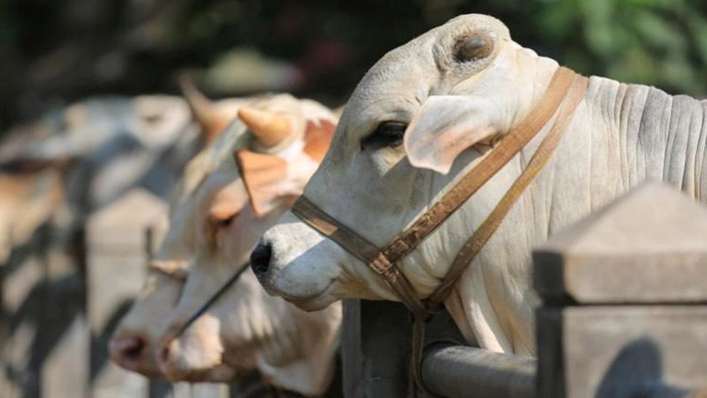 শরিকি কুরবানিতে কেউ হারাম টাকায় অংশ নিলে কুরবানি হবে কি?