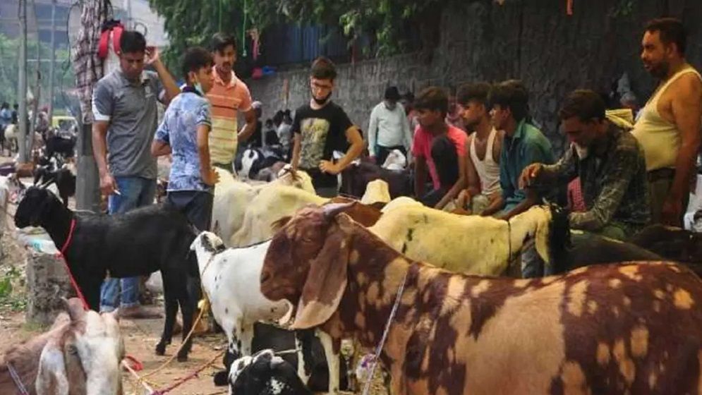 যে কারণে কুরবানি না করার আদেশ দিল মরক্কো সরকার