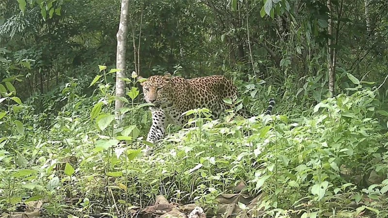 পার্বত্য চট্টগ্রামের বনে আছে চিতা বাঘ