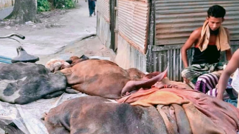 কুমিল্লায় সিন্ডিকেটের কবলে চামড়া, ভারতে পাচারের শঙ্কা
