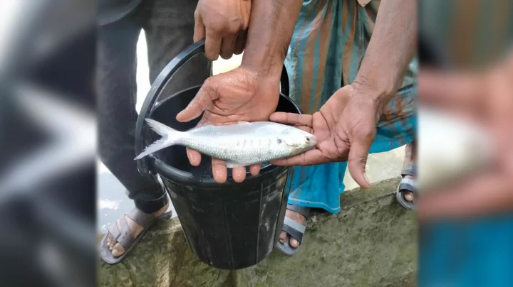 কলাপাড়ায় ইউএনওর পুকুরে মিলল জীবন্ত ইলিশ