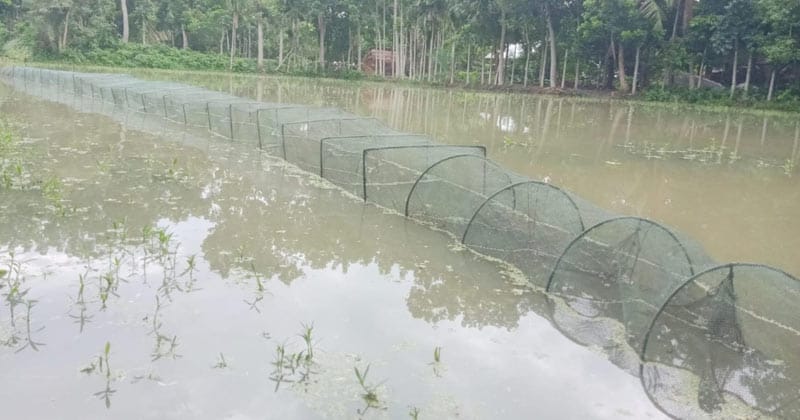 শালিখায় চায়না জালে সয়লাব, বিলুপ্তির পথে দেশি মাছ