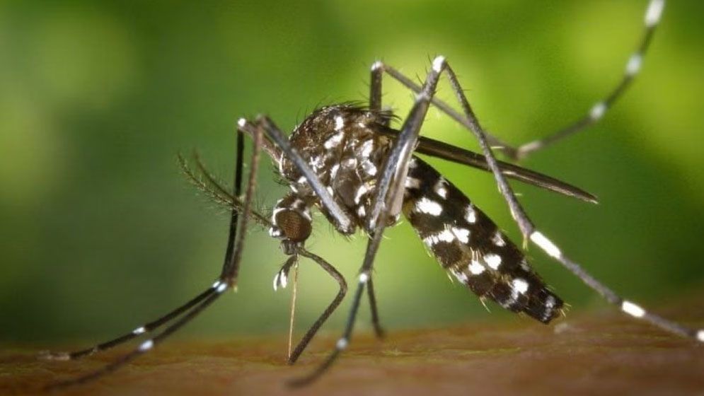 গত ২৪ ঘণ্টায় ডেঙ্গুতে ১ জনের মৃত্যু, হাসপাতালে ভর্তি ৩৫৮