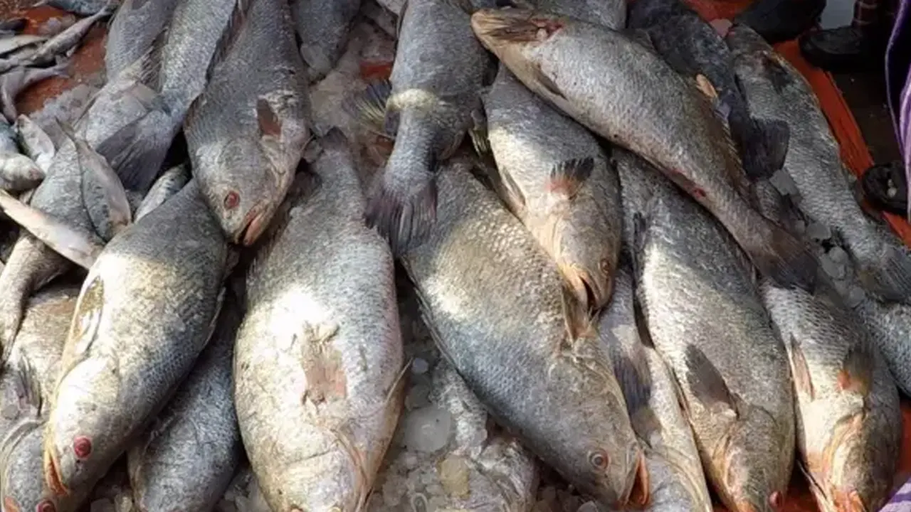 সাগরের ছোট মাছে বড় বাণিজ্যের আশা