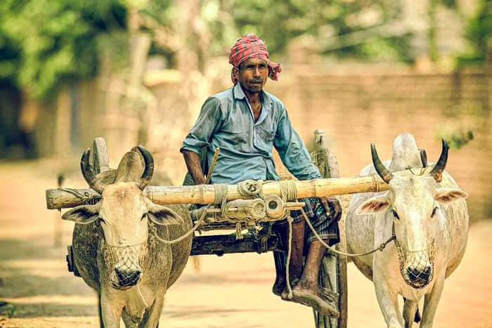 আত্রাইয়ে ঐতিহ্যবাহী গরুর গাড়ি এখন  গল্পে ও বিলীন