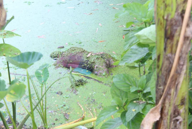 যশোরের বেনাপোলে ডোবা থেকে যুবকের মরদেহ উদ্ধার