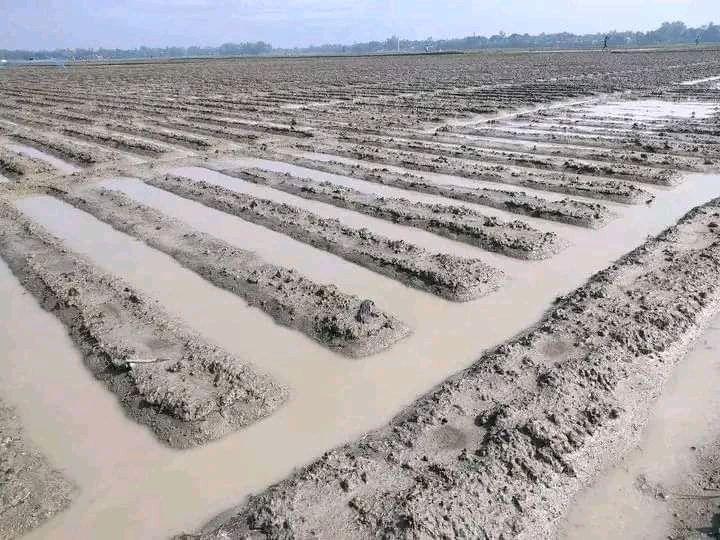 আত্রাইয়ে ‎দমকা হাওয়া ও বৃষ্টিপাতে আলু ও ধান ফসলের ব্যপক ক্ষয়ক্ষতি