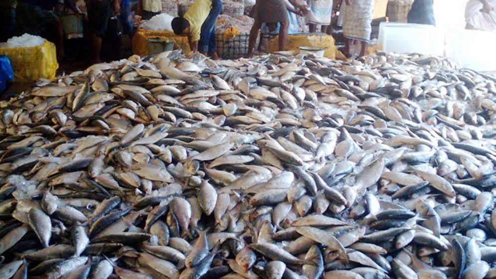 জাটকা ইলিশ ধরায় ৮ মাসের নিষেধাজ্ঞা শুরু