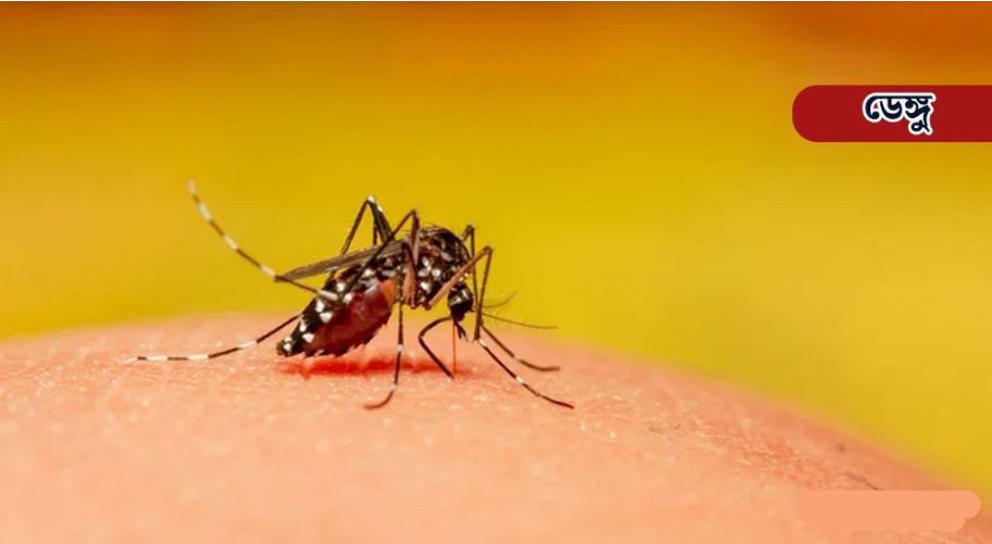 ডেঙ্গুতে ৩ জনের মৃত্যু, ভর্তি ৮৩৩