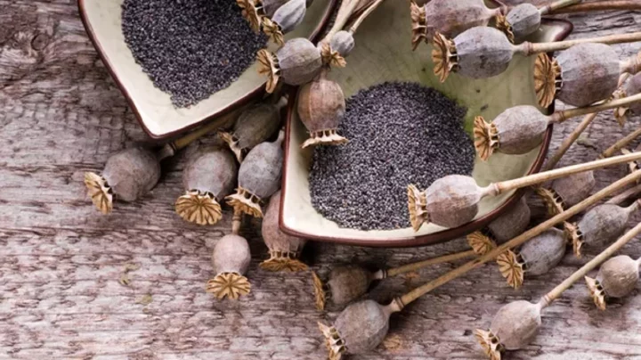 পপি সিড খাবার নাকি মাদক?