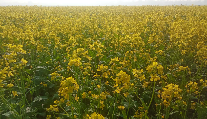 আত্রাইয়ে সরিষা ফুলের   হলুদ আভায় সেজেছে প্রকৃতি