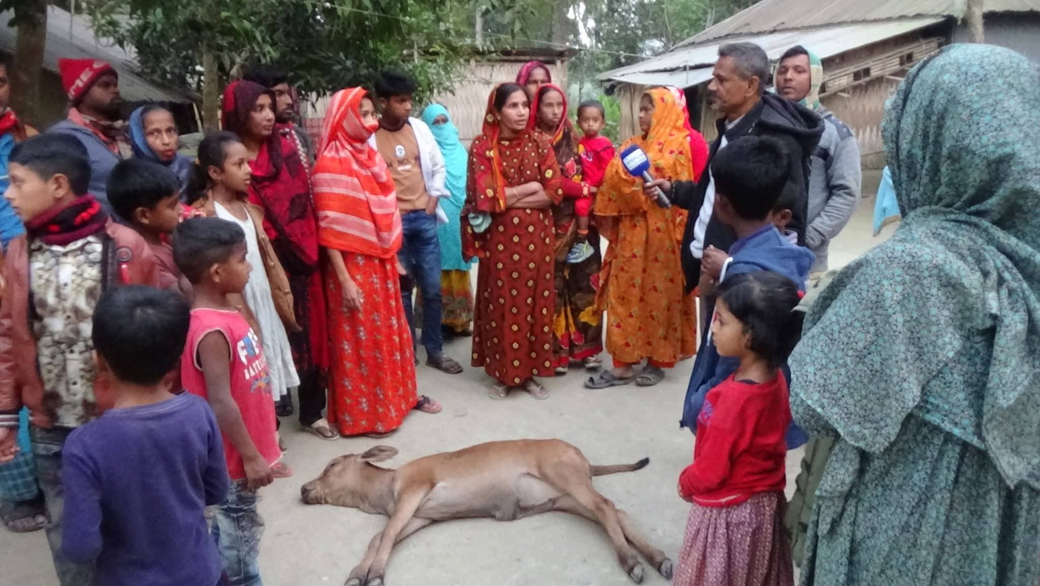 শালিখায় ২২ দিন বয়সের গরুর বাছুর মেরে ফেলার অভিযোগ