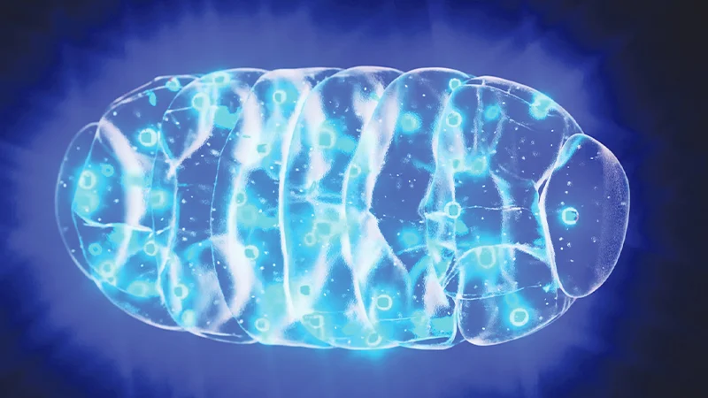 দীর্ঘ নীরোগ জীবনের রহস্যভেদ