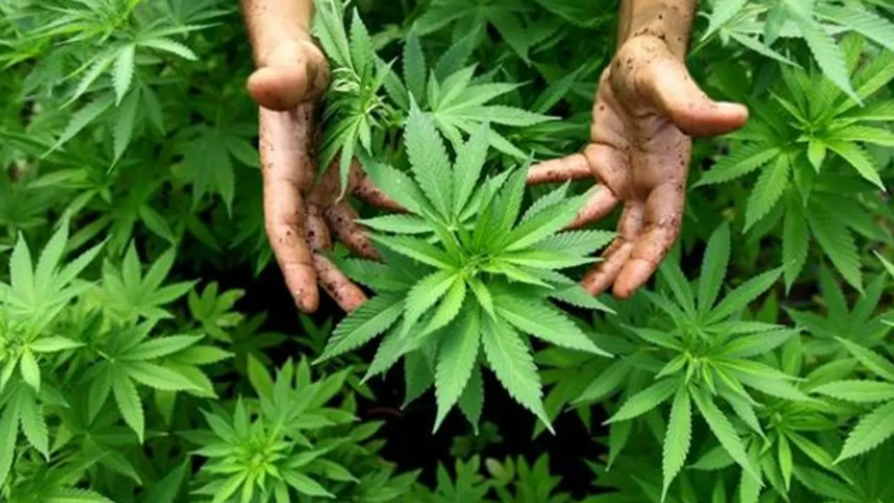 দেশে মাদক সেবনকারী ৮২ লাখ, প্রায় ৬১ লাখই গাঁজাখোর