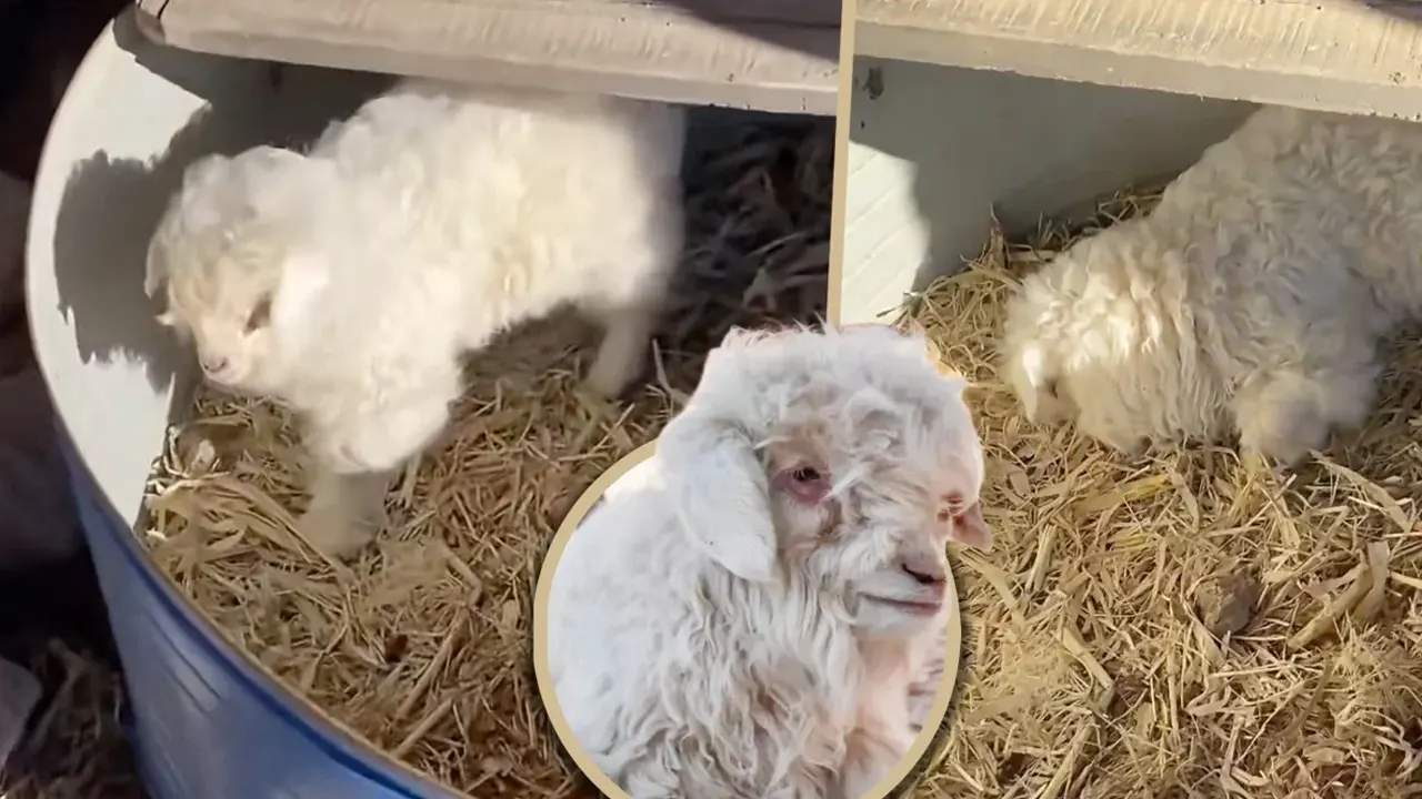 ক্রেতা দেখলেই মরার ভান ভেড়ার, দামে রেকর্ড