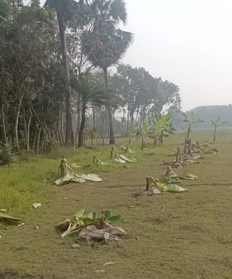 কৃষক দিন মজুর অহিদ বিশ্বাসের কলা গাছ কাটলো দূর্বৃত্তরা, লাখ টাকার ক্ষতি!