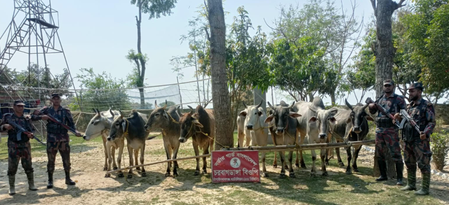১০টি ভারতীয় গরু জব্দ করে।