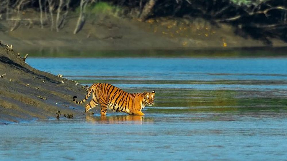 সুন্দরবনে পর্যটক বৃদ্ধি-জীববৈচিত্র্য সংরক্ষণে ২০ বছরের মাস্টারপ্ল্যান