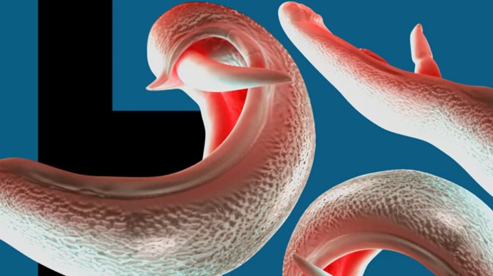 যৌনাঙ্গ আক্রান্তকারী পরজীবী ছড়াতে পারে দেশে দেশে: বিজ্ঞানীদের সতর্কতা