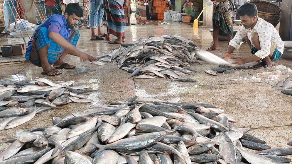বৈশাখের আগে ইলিশের দাম আকাশছোঁয়া, বাজারে সংকট