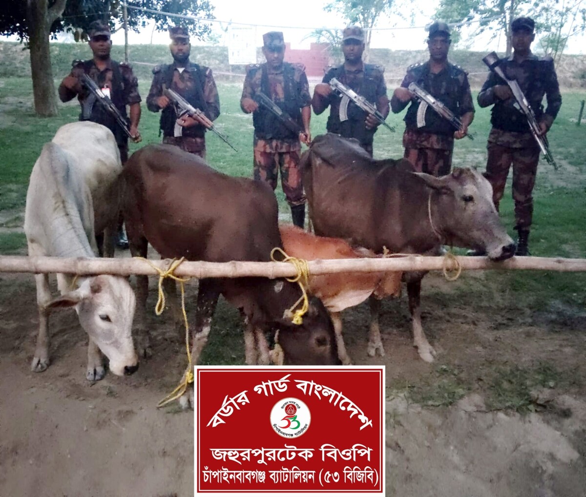 চাঁপাইনবাবগঞ্জ সীমান্তে ৫৩ বিজিবির অভিযানে ভারতীয় গরু জব্দ।