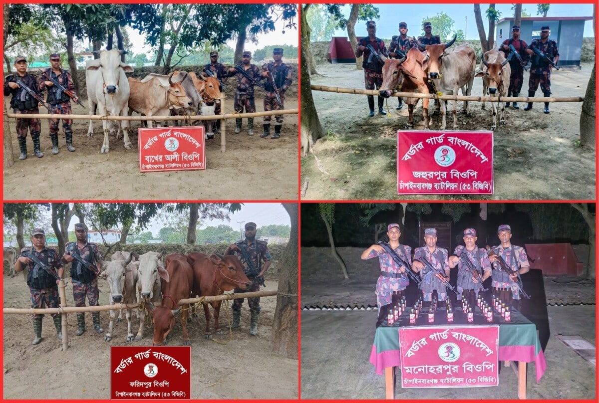 চাঁপাইনবাবগঞ্জ সীমান্তে ৫৩ বিজিবির পৃথক অভিযানে ভারতীয় মদ ও গরু জব্দ।