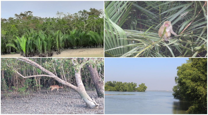 ঈদের ছুটিতে হারিয়ে যান সুন্দরবনের সৌন্দর্যে