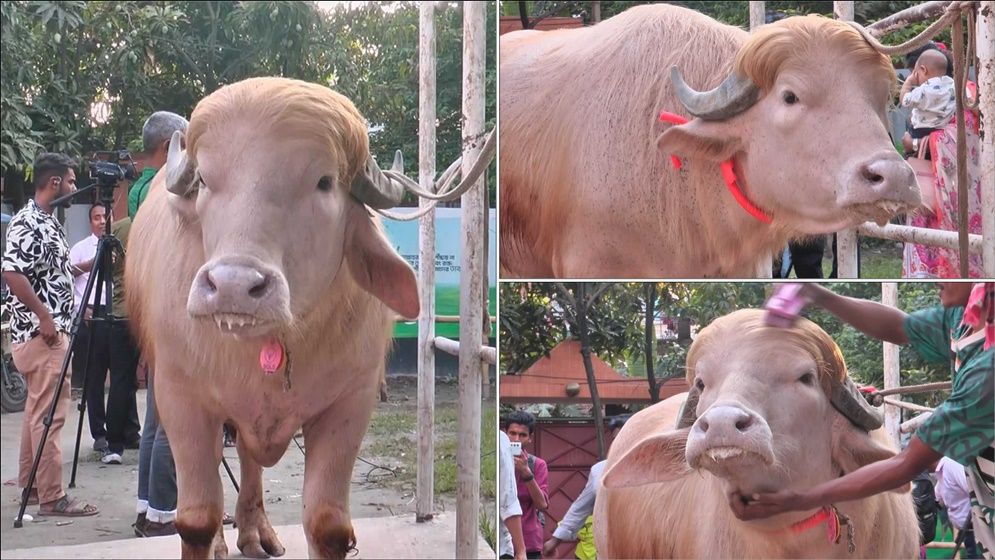 প্রাণে বাঁচল সেই মহিষ ‌‘ডোনাল্ড ট্রাম্প’, যা বলছে বিশ্ব গণমাধ্যম