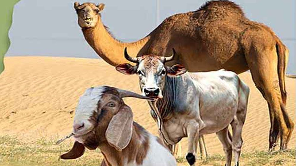 কুরবানি কবুল না হওয়ার ভয়াবহ ৫ ভুল— নিয়ত ঠিক না হলে সব আমলই ব্যর্থ!কুরবানি কবুল না হওয়ার ভয়াবহ ৫ ভুল— নিয়ত ঠিক না হলে সব আমলই ব্যর্থ!