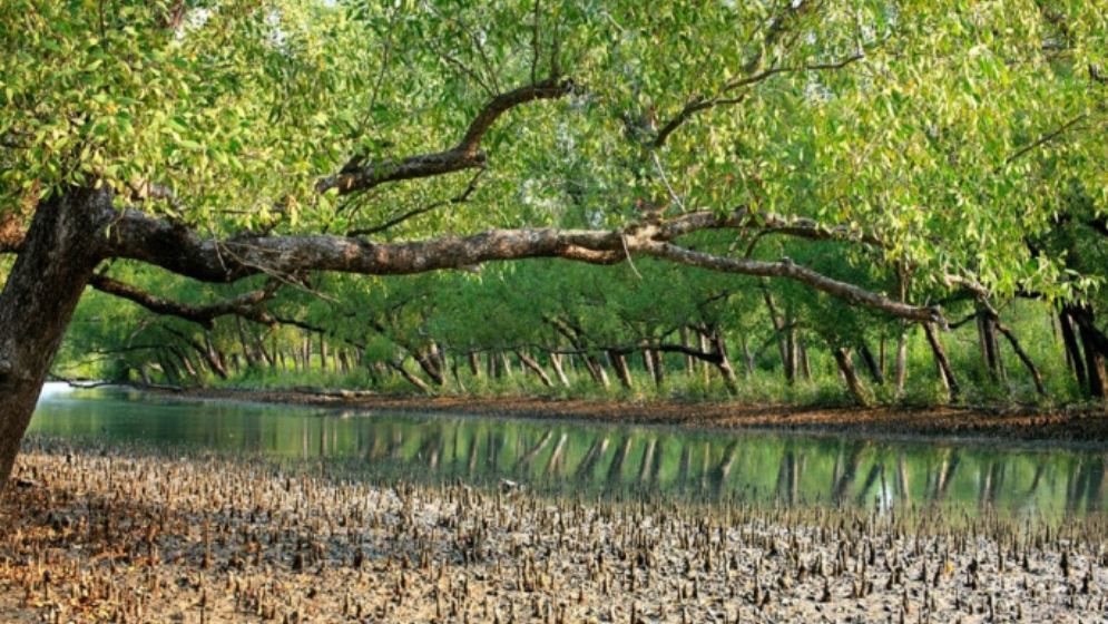 ৩ মাসের জন্য বন্ধ হলো সুন্দরবনের দুয়ার