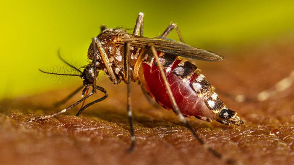 যুক্তরাষ্ট্রে ৬৪ মিলিয়ন মশা ছাড়ার পরিকল্পনা করছে গুগল