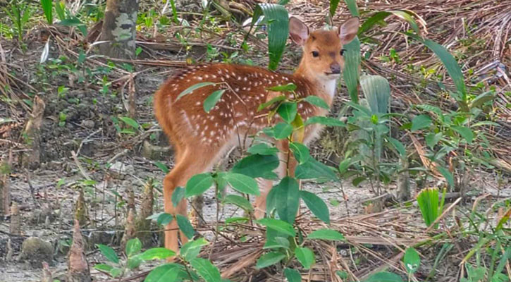 সুন্দরবনে থামছে না হরিণ শিকার, ৩৪৫৩ কেজি মাংস উদ্ধার!