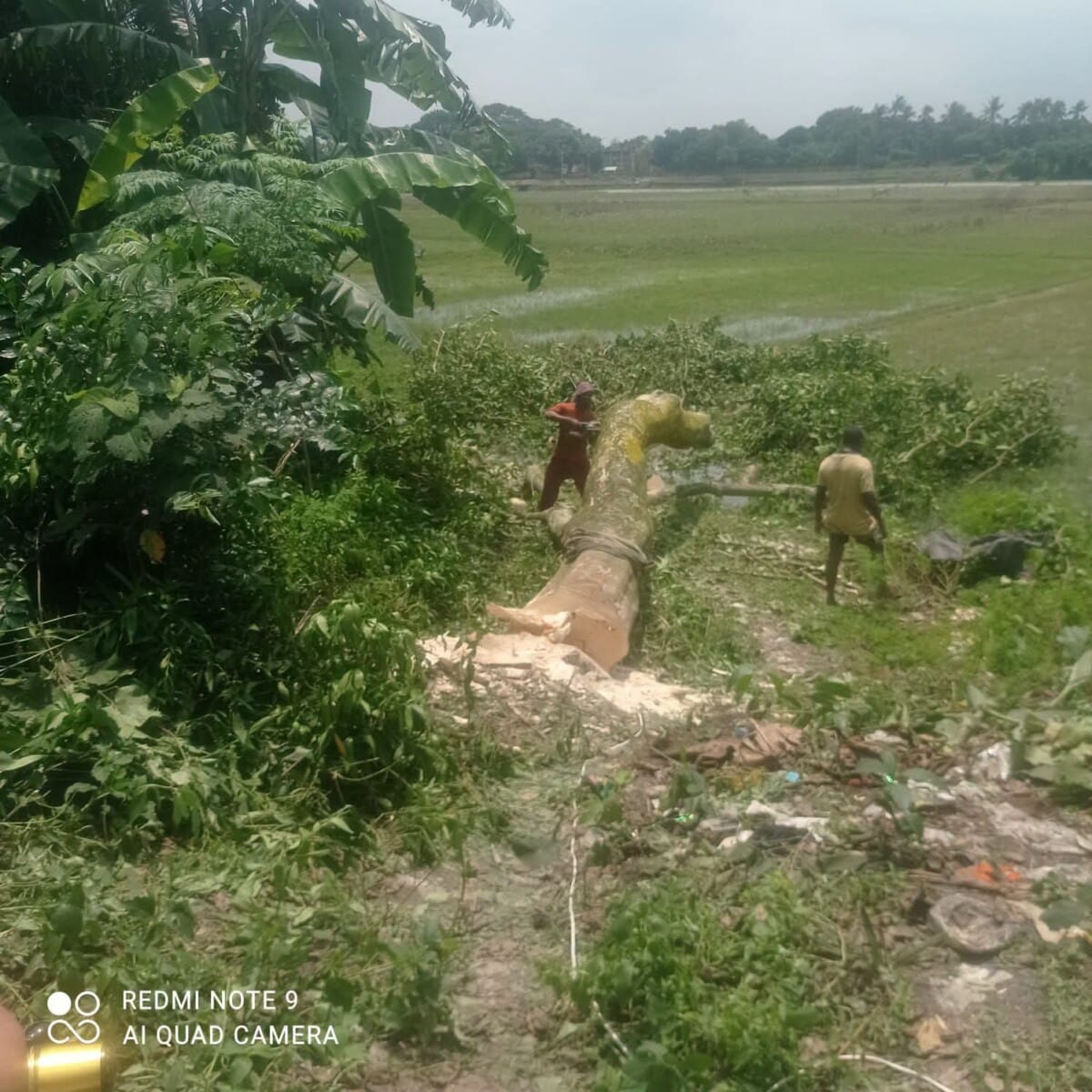 আত্রাইয়ে বিনা অনুমুতিতে সরকারি গাছ কাটার দায়ে জরিমানা