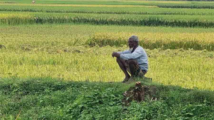 রাষ্ট্রায়ত্ত সার কারখানা বন্ধ, আমদানি ব্যয় সমন্বয়ে সারের দাম বৃদ্ধি: বিপর্যয়ে কৃষি, ব্যাহত শস্য উৎপাদন