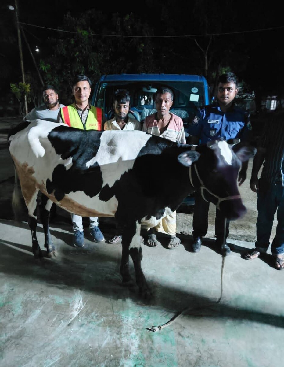 নওগাঁর নিয়ামতপুরে গরুসহ ২ গরু চোর আটক