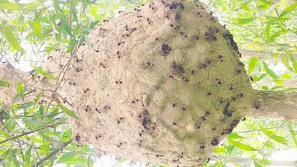 পাবনার সাঁথিয়া উপজেলার আতাইকুলায় ভিমরুলের কামড়ে আহত দুই শিশু হাসপাতালে চিকিৎসাধীন অবস্থায় মারা গেছে।