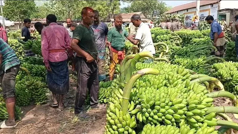 জয়পুরহাটে আলুর পর কলায়ও লোকসান গুণছেন চাষিরা